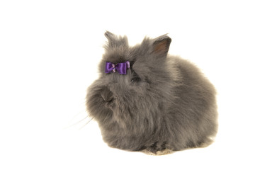 Grey long haired angora rabbit isolated on a white background