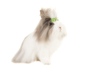 Pretty long haired angora bunny seen from the side wearing a green bow isolated on a white background