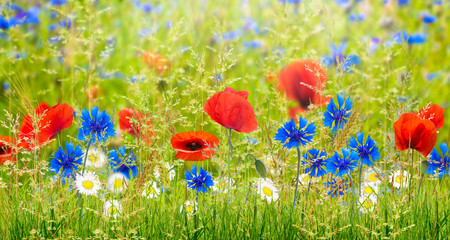Panele Szklane Podświetlane  letnia łąka, polne kwiaty, letnie kwiaty