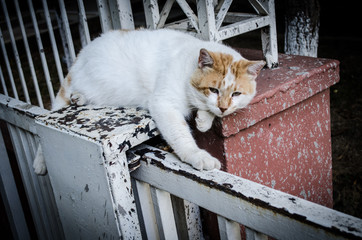 Portrait of the cute lazy cat lying outdoor. Cat enjoying summer