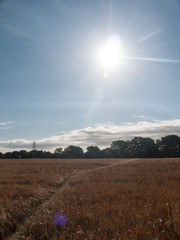 Stock Photo - field of golden grass wheat in summer wivenhoe essex england uk