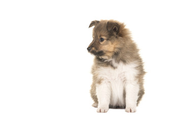 Shetland sheepdog puppy looking to the left sitting isolated on a white background