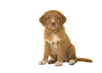 Cute sitting nova scotia duck tolling retriever puppy looking up seen from the front isolated on a white background