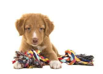 Cute nova scotia duck tolling retriever puppy seen from the front facing the camera lying on the...