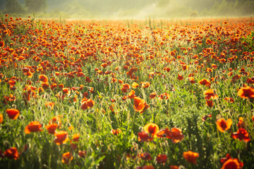 Fototapeta na wymiar flower field of red poppy seed background