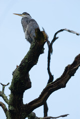 Grey Heron 