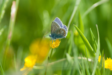 Common Blue Butterfly