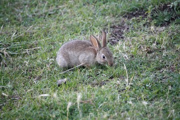 lapin de garenne