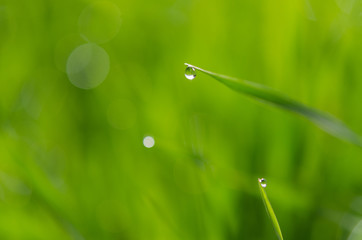 Droplet on grass