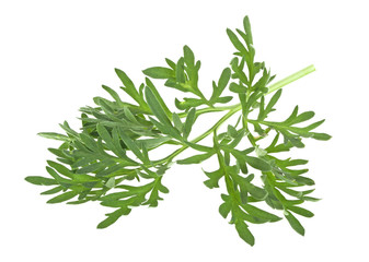 Sagebrush sprig isolated on a white background