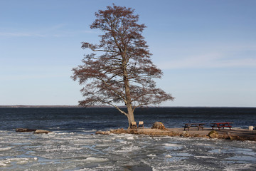 Shoreline Tree
