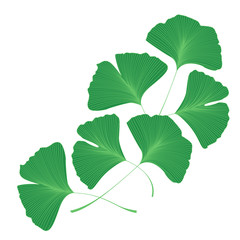 Ginkgo biloba leaves