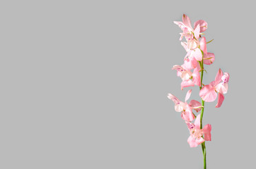 Fototapeta na wymiar Pink flower on a gray background