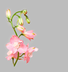 Fototapeta na wymiar Pink flower on a gray background
