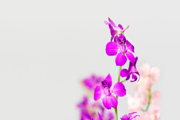 Fototapeta na wymiar Lilac flower on a gray background