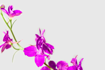 Fototapeta na wymiar Lilac flower on a gray background
