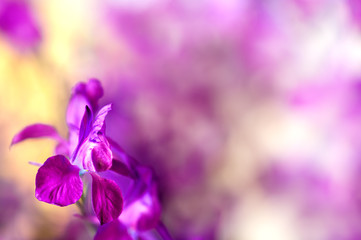 Fototapeta na wymiar Lilac flower background