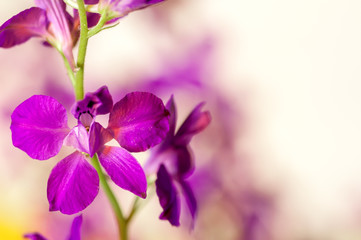 Obraz na płótnie Canvas Lilac flower background