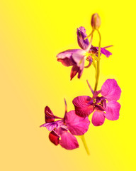 Fototapeta na wymiar Lilac flower background