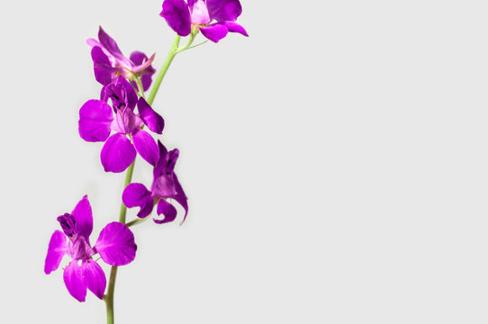 Fototapeta Lilac flower on a gray background