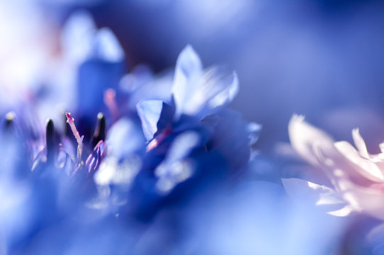 Flower cornflower closeup,soft focus, background
