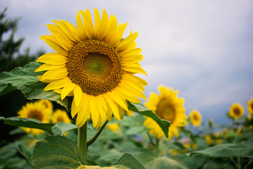 Field of beautiful sunflowers in summer