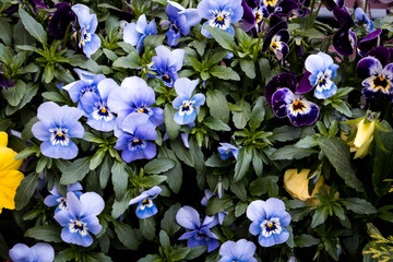 Bright flowers summer background