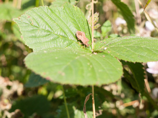 Stock Photo - Dock Bug insect resting on leaf Coreus marginatus england uk