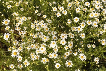 Chamomile flowers on a meadow in summer. Blooming chamomile field.