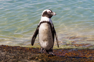An African Penguin