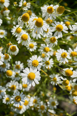 Fototapeta premium Chamomile in a sunny garden
