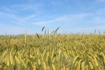 Feld und blauer Himmel