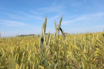 Feld bei Sonnenschein