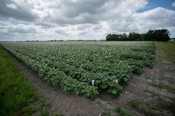 Fototapeta na wymiar rows of crops of potato
