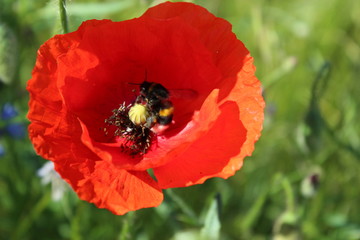 Mohn mit Hummel