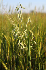 Oat  against the background of the field.