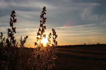 sunset auf dem Feld