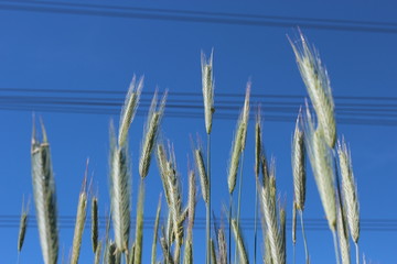 Getreide mit Kabel im Hintergrund