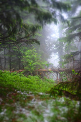 Hiking landscape. Summer mountain misty forest after rain