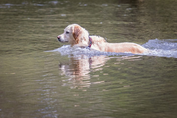 happy dog playing in water