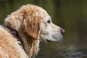 wet dog by river
