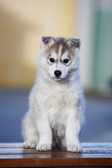 A cheerful gray husky