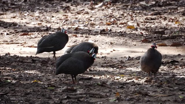 pheasant