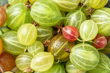 Gooseberries photo close-up
