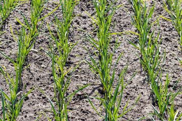 Young garlic grows