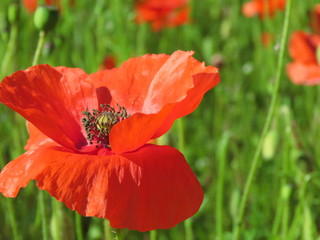 Fototapeta premium Close up of a single red poppy growing in the wild with a summer meadow background