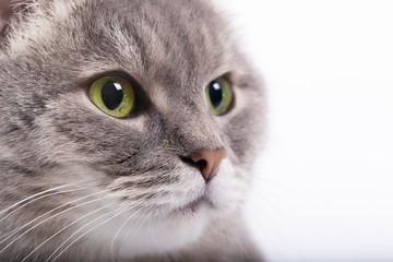 The head of the gray cat with green eyes looking up.