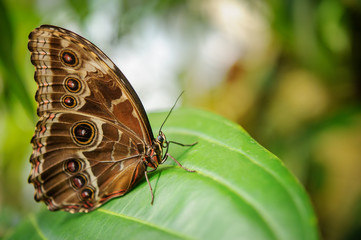 Butterfly from side with closeup wings on green leaf