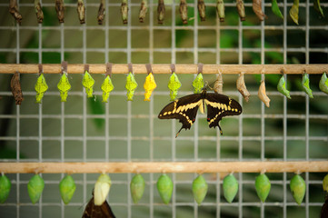 Buterfly coccons with hatched butterfly