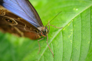 Fototapeta na wymiar Close head detail of butterfly Morpho peleides
